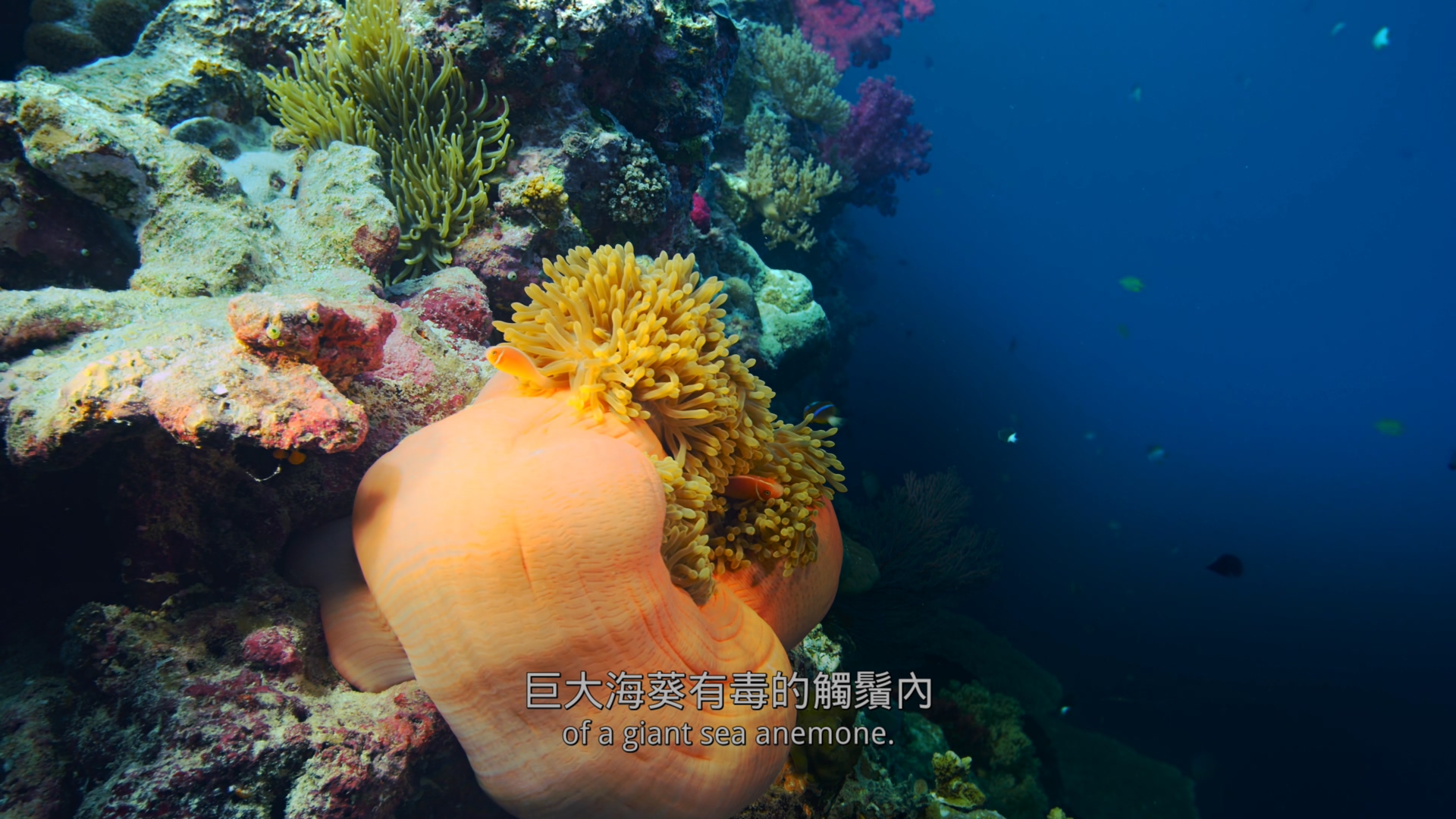 最后的珊瑚礁[DIY简繁/简繁双语字幕] 4K UHD原盘 IMAX纪录片 The Last Reef 2012 DOCU 2160p Blu-ray HEVC Atmos-wezjh@OurBits     [44.32 GB]-6.jpg