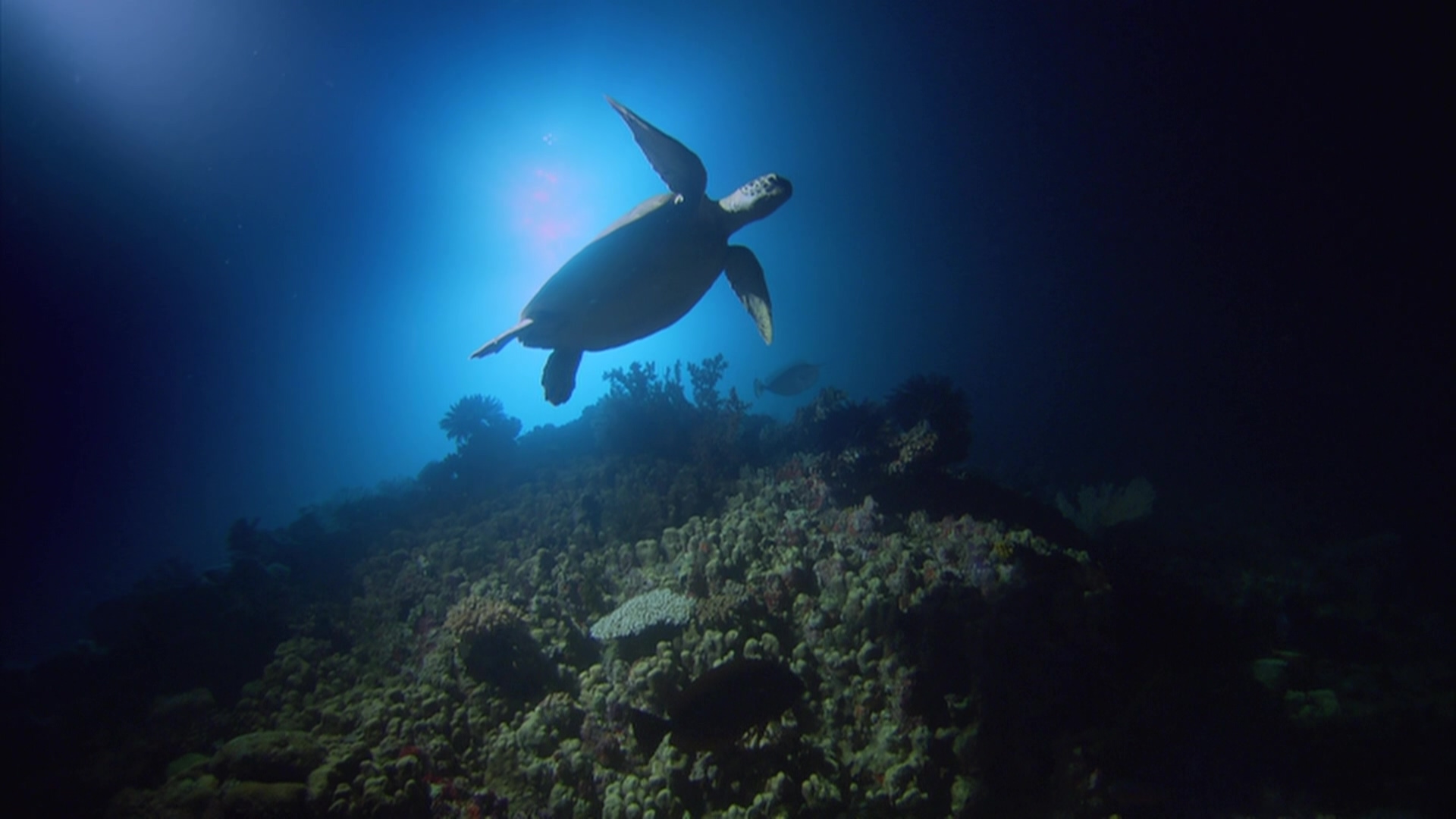 [BBC·大堡礁].BBC.Great.Barrier.Reef.2012.BluRay.1080i.AVC.DTS-HD.MA.2.1-TTG   35.25G-4.jpg