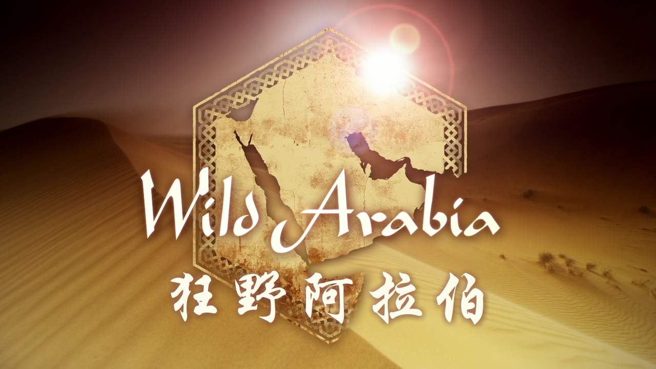 [BBC·狂野阿拉伯].Wild.Arabia.2013.BluRay.1080p.AVC.DD2.0-TTG[22.48G]-3.png