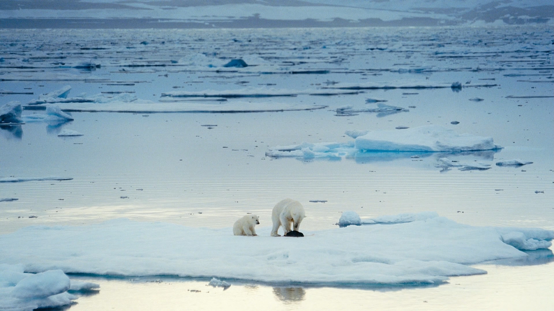 [IMAX·北极熊心].IMAX.To.The.Arctic.2012.2D+3D.BluRay.1080p.AVC.DTS-HD.MA.5.1-TTG    22.36G-13.jpg