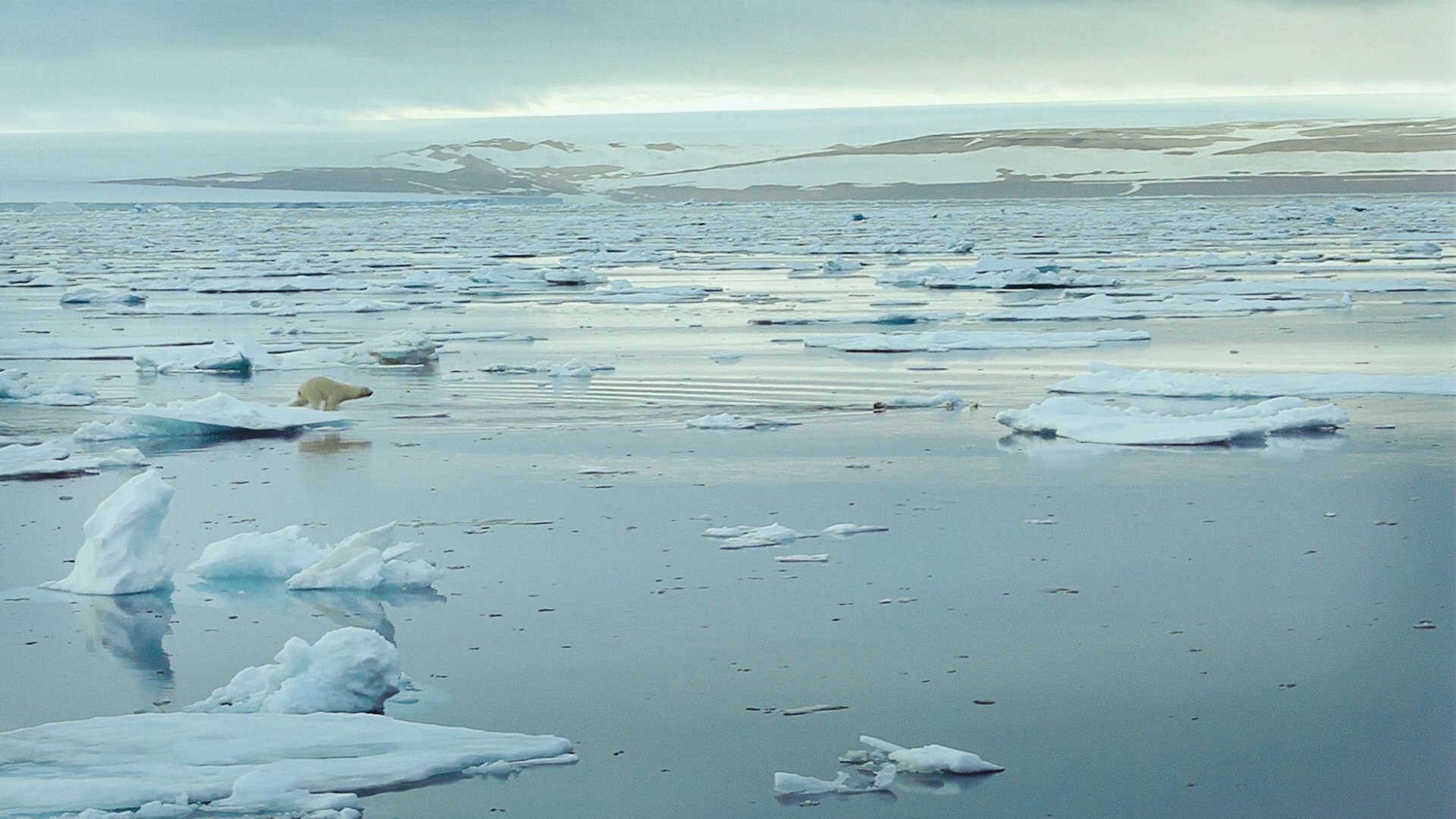 [IMAX·北极熊心].IMAX.To.The.Arctic.2012.2D+3D.BluRay.1080p.AVC.DTS-HD.MA.5.1-TTG    22.36G-14.jpg